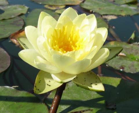 Éveil Lotus