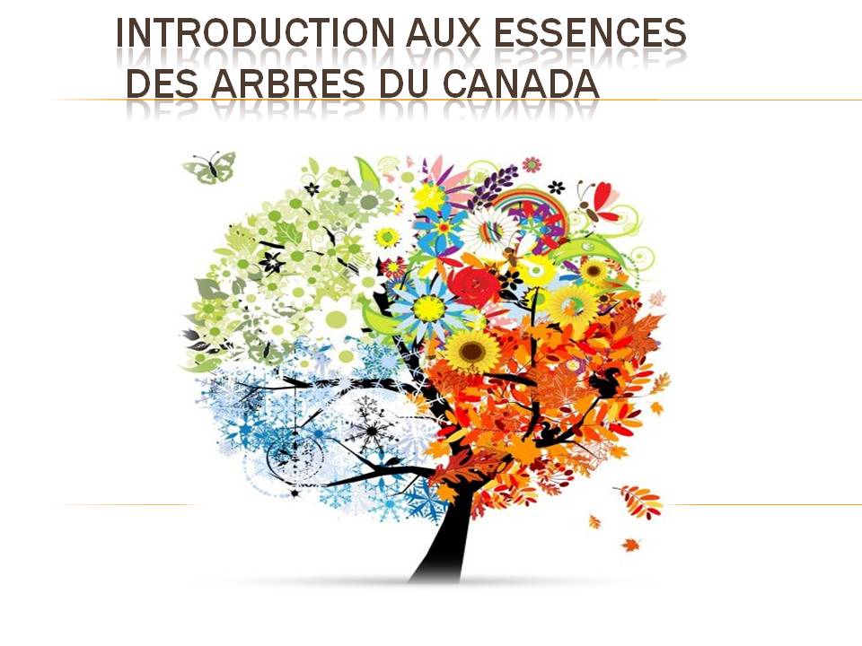 Cours Introduction aux essences des arbres du Canada